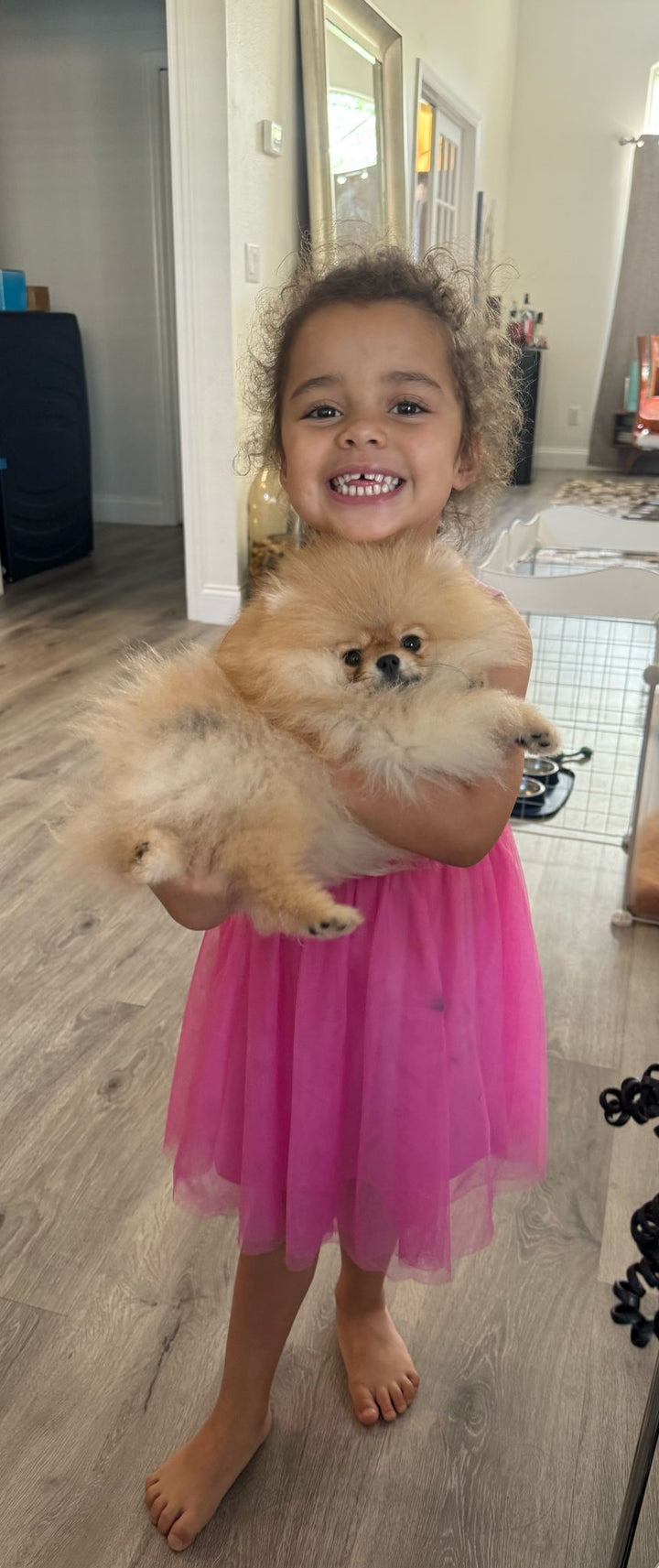 POMERANIAN, ALOHA TEACUP PUPPIES