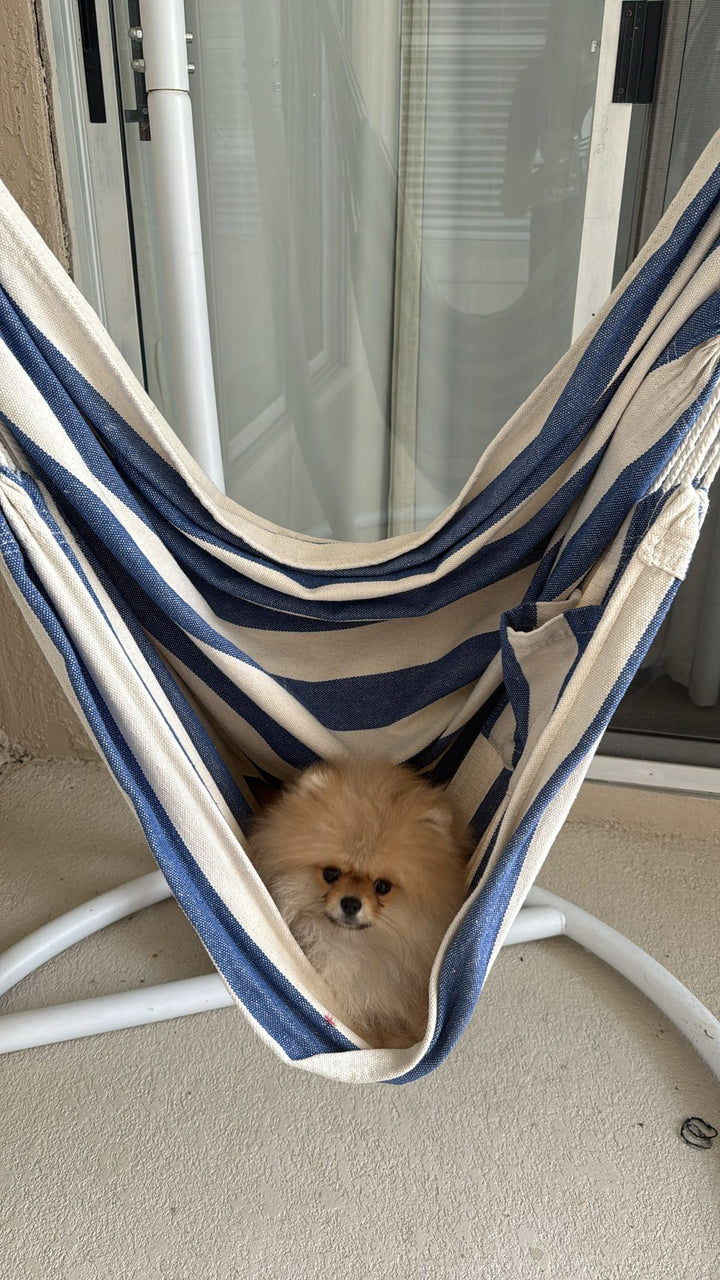 POMERANIAN, ALOHA TEACUP PUPPIES