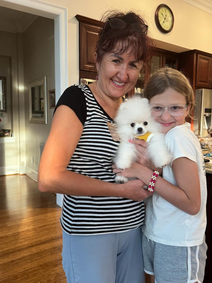 POMERANIAN, ALOHA TEACUP PUPPIES