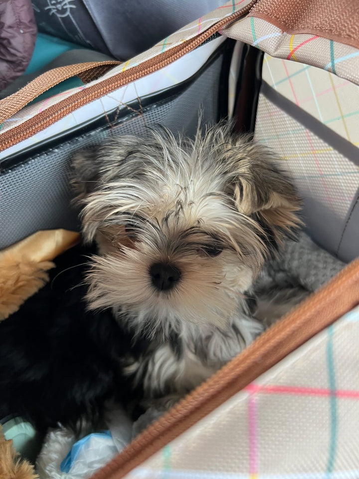 YORKIE, ALOHA TEACUP PUPPIES