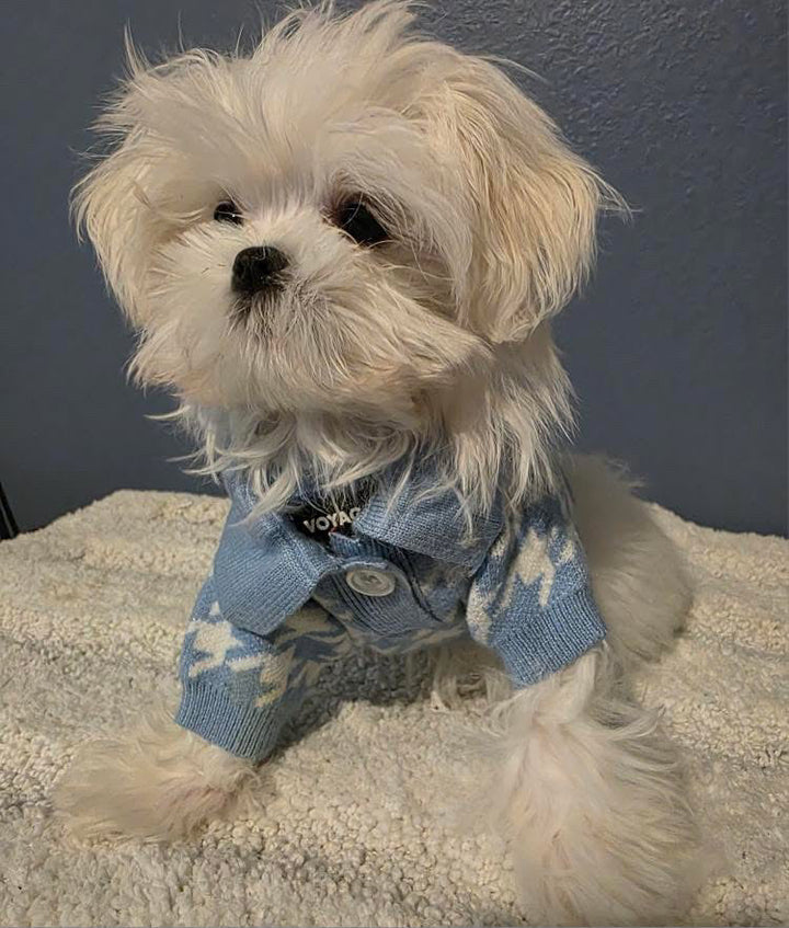MALTESE, ALOHA TEACUP PUPPIES