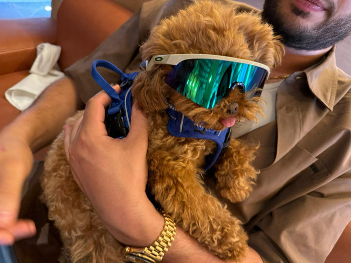 POODLE, ALOHA TEACUP PUPPIES