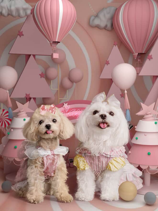 MALTIPOO, ALOHA TEACUP PUPPIES