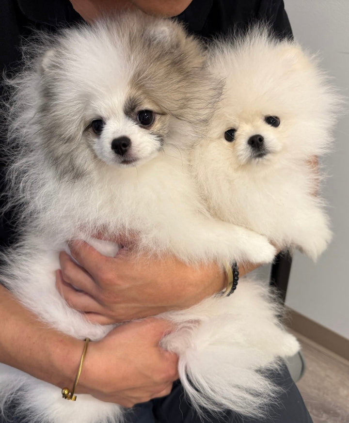 POMERANIAN, ALOHA TEACUP PUPPIES