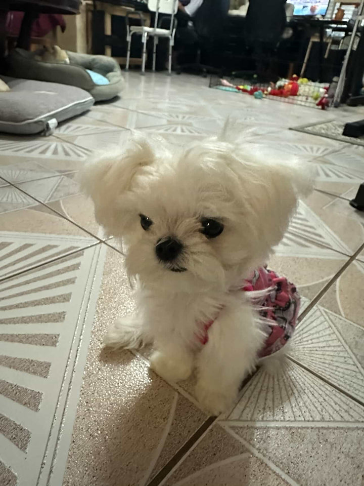 MALTESE, ALOHA TEACUP PUPPIES