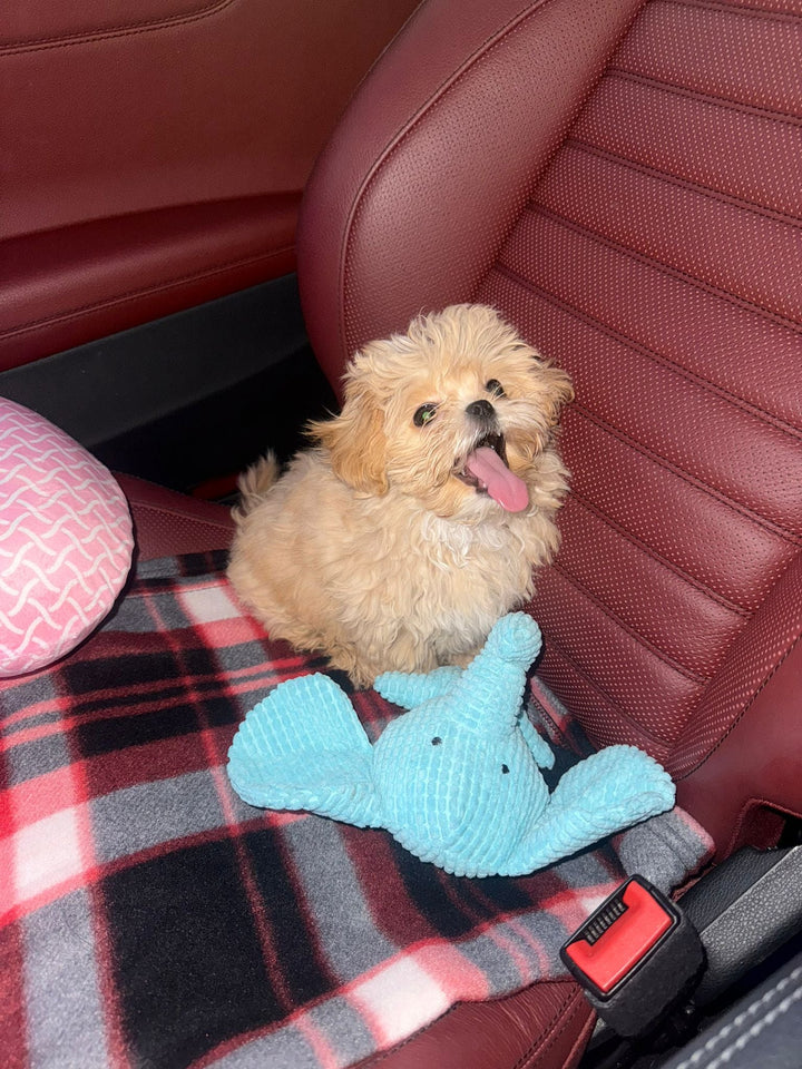 MALTIPOO, ALOHA TEACUP PUPPIES