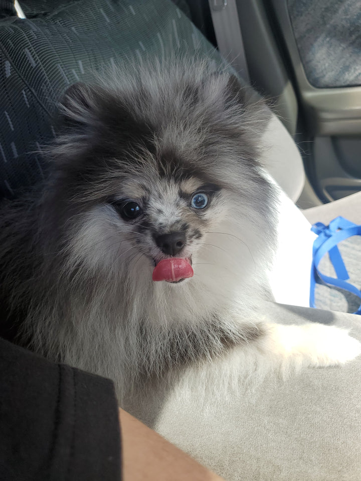 POMERANIAN, ALOHA TEACUP PUPPIES