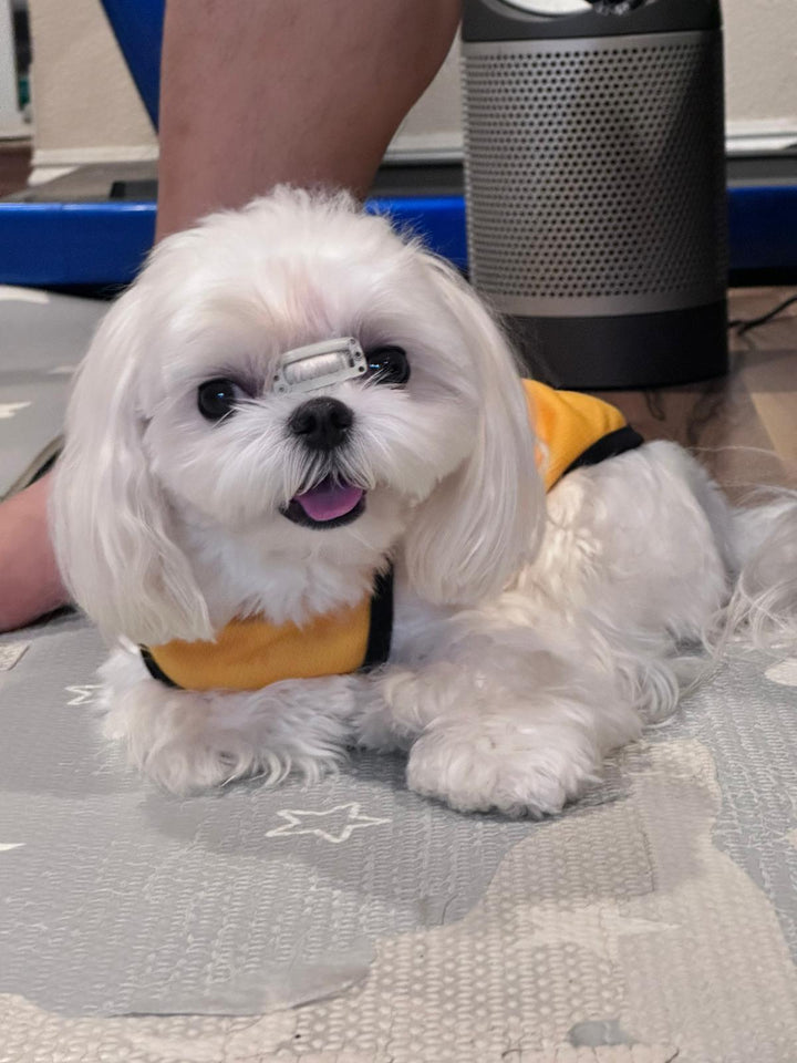 MALTESE, ALOHA TEACUP PUPPIES