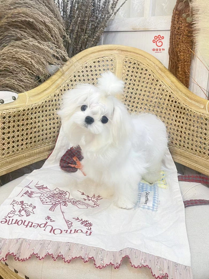 MALTESE, ALOHA TEACUP PUPPIES