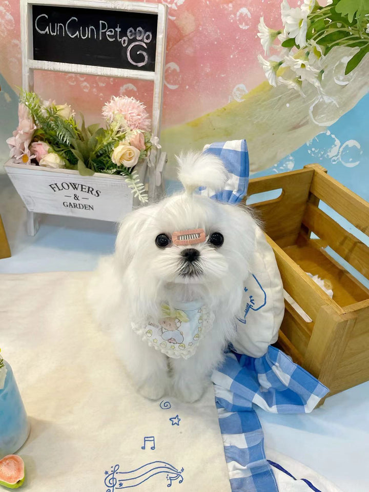 MALTESE, ALOHA TEACUP PUPPIES
