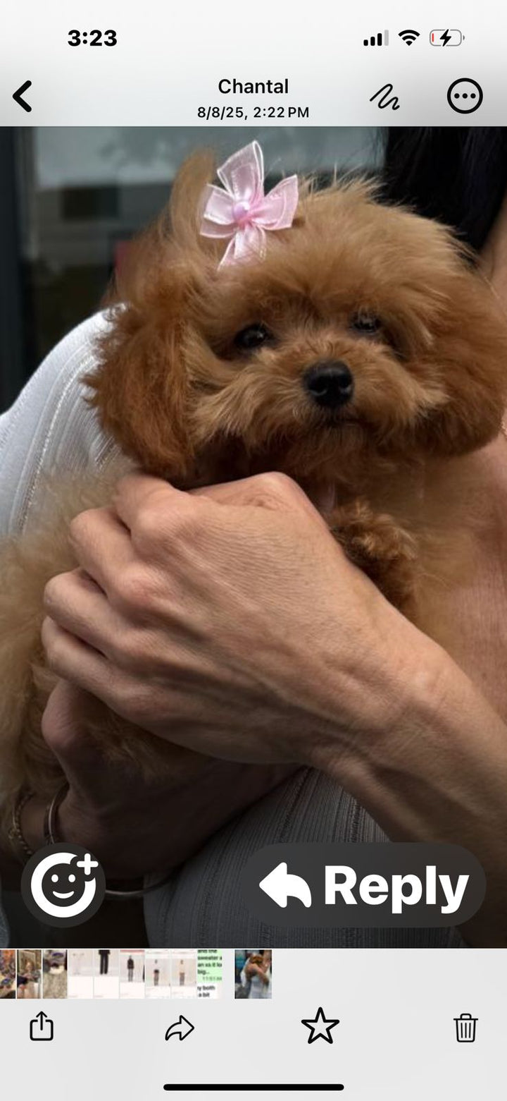 POODLE, ALOHA TEACUP PUPPIES