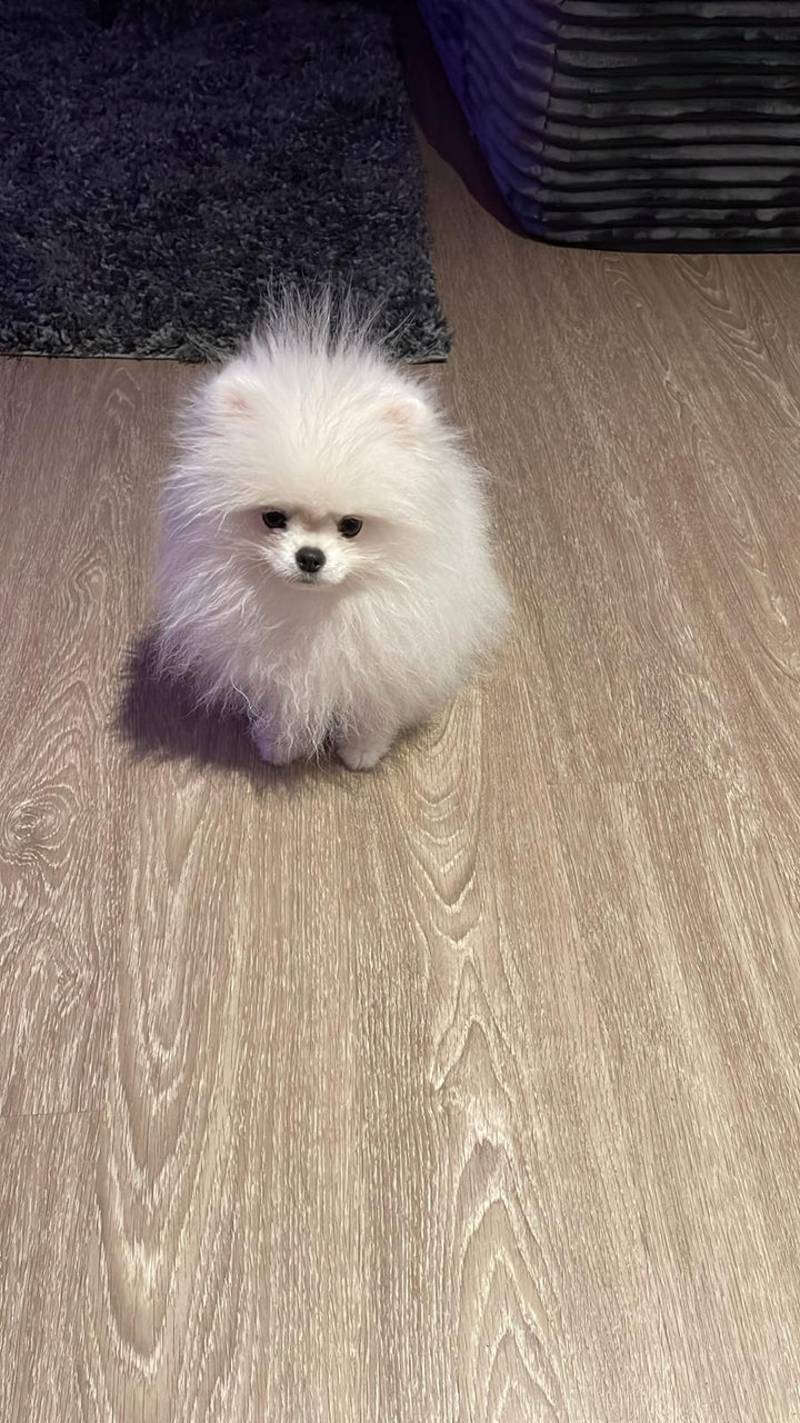 POMERANIAN, ALOHA TEACUP PUPPIES
