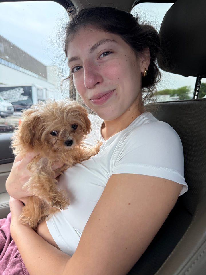 MALTIPOO, ALOHA TEACUP PUPPIES