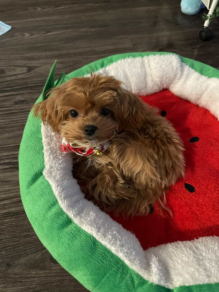 MALTIPOO, ALOHA TEACUP PUPPIES