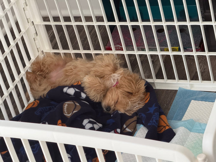 MALTIPOO, ALOHA TEACUP PUPPIES
