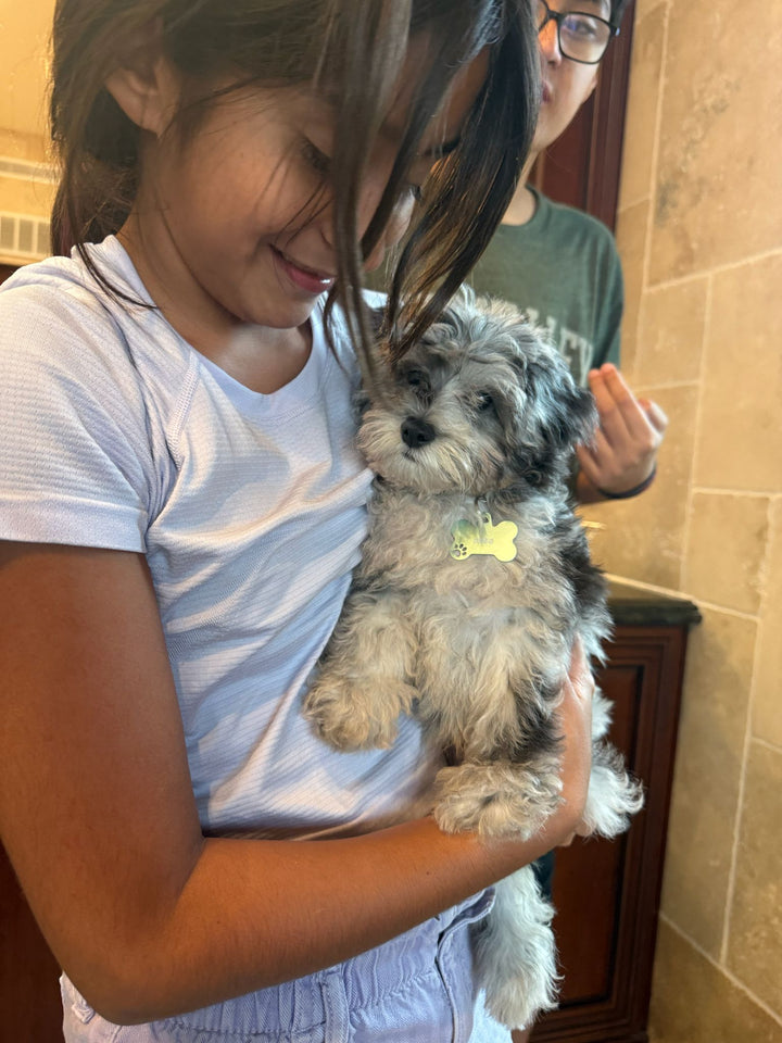 POODLE, ALOHA TEACUP PUPPIES