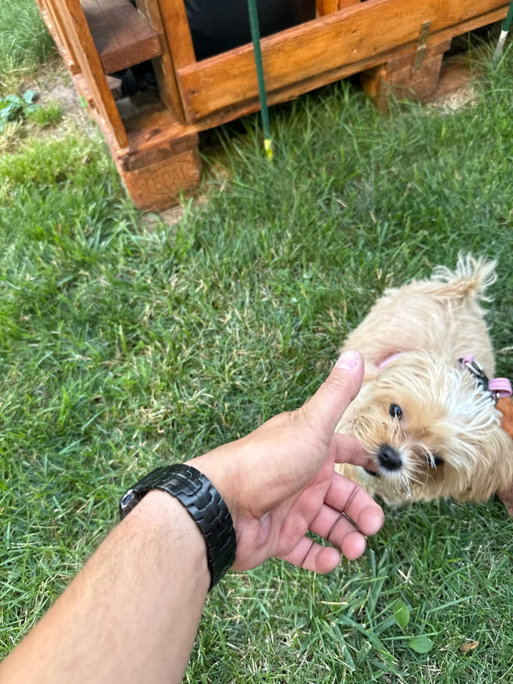 MALTIPOO, ALOHA TEACUP PUPPIES