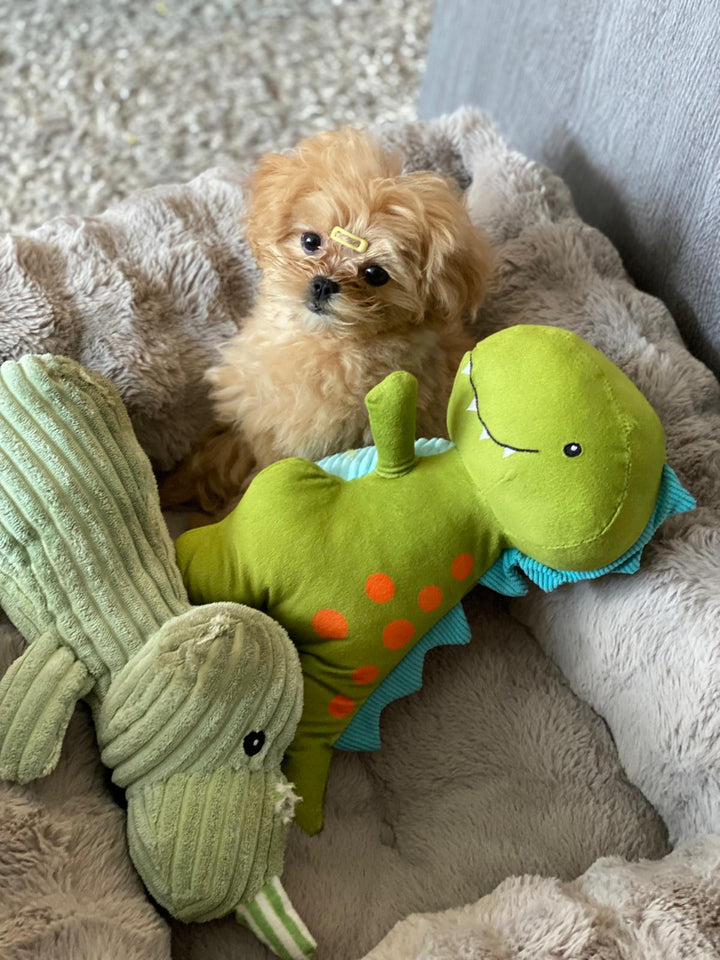 MALTIPOO, ALOHA TEACUP PUPPIES