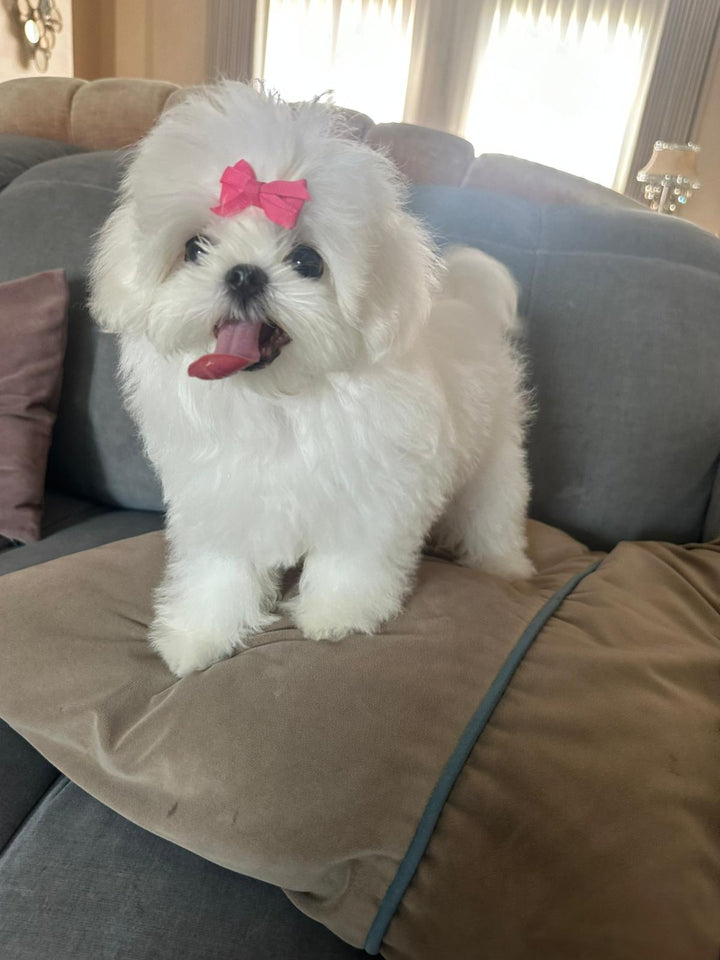 MALTESE, ALOHA TEACUP PUPPIES