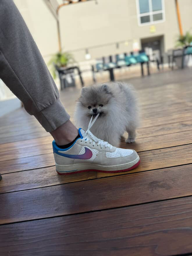 POMERANIAN, ALOHA TEACUP PUPPIES