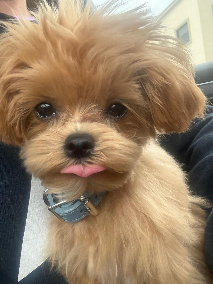 MALTIPOO, ALOHA TEACUP PUPPIES