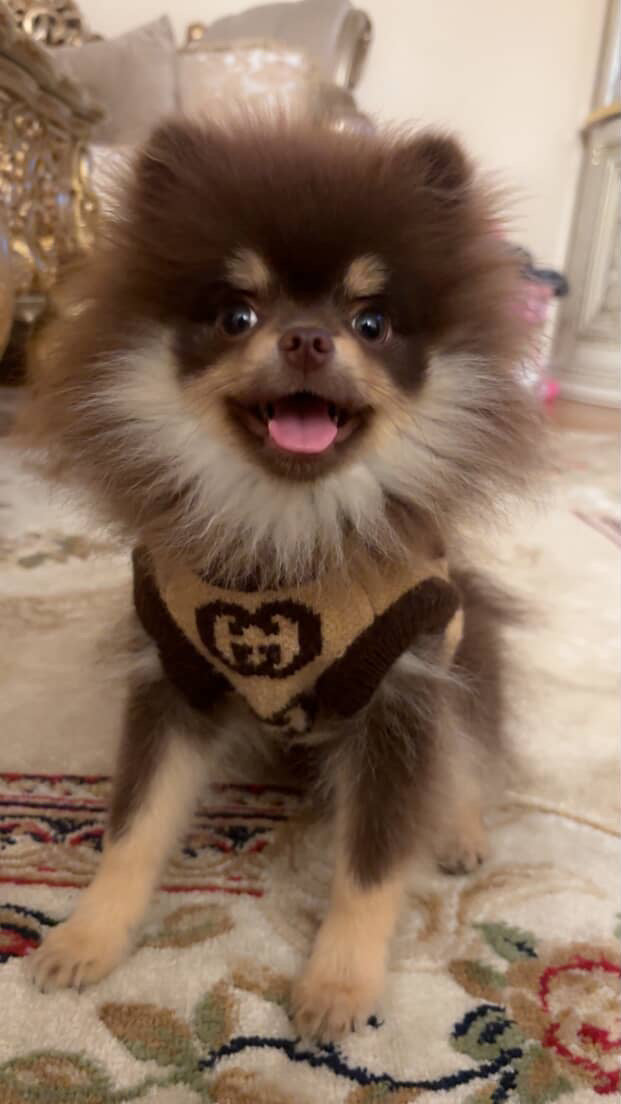 POMERANIAN, ALOHA TEACUP PUPPIES