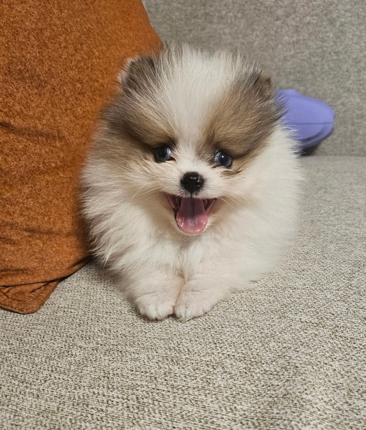 POMERAIAN, ALOHA TEACUP PUPPIES