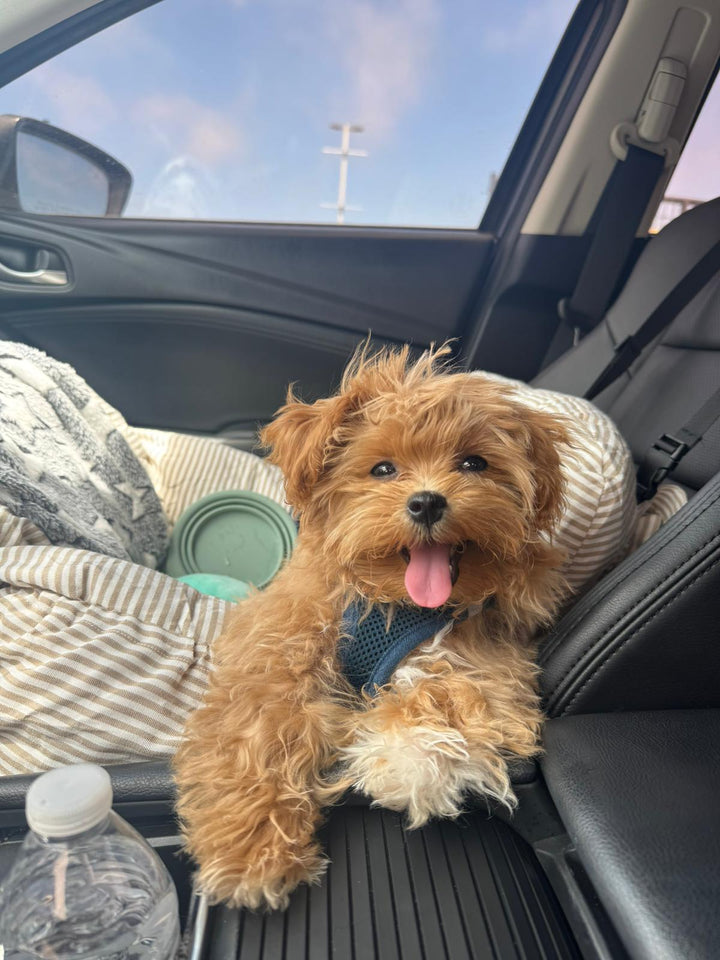 MALTIPOO, ALOHA TEACUP PUPPIES