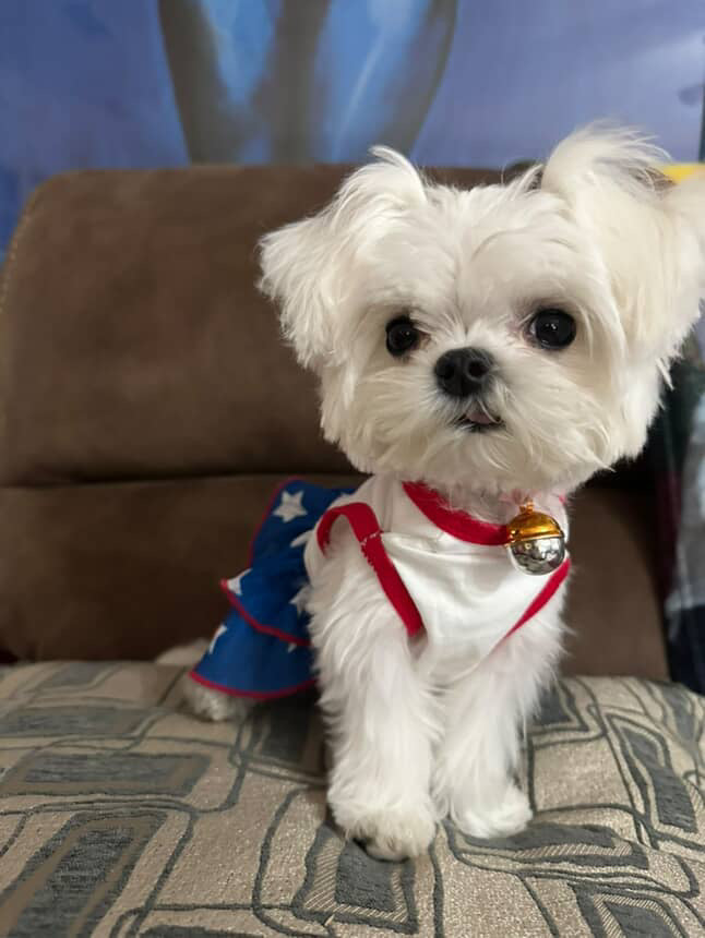 MALTESE, ALOHA TEACUP PUPPIES