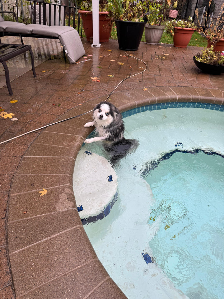 POMSKY, ALOHA TEACUP PUPPIES