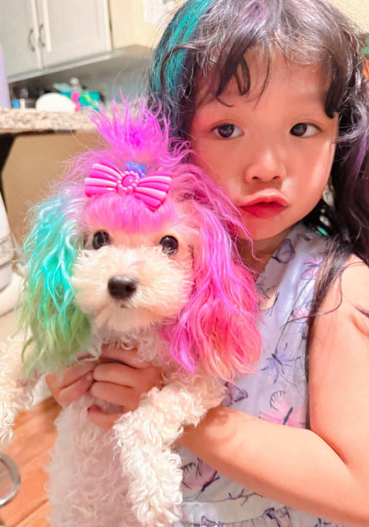 POODLE, ALOHA TEACUP PUPPIES