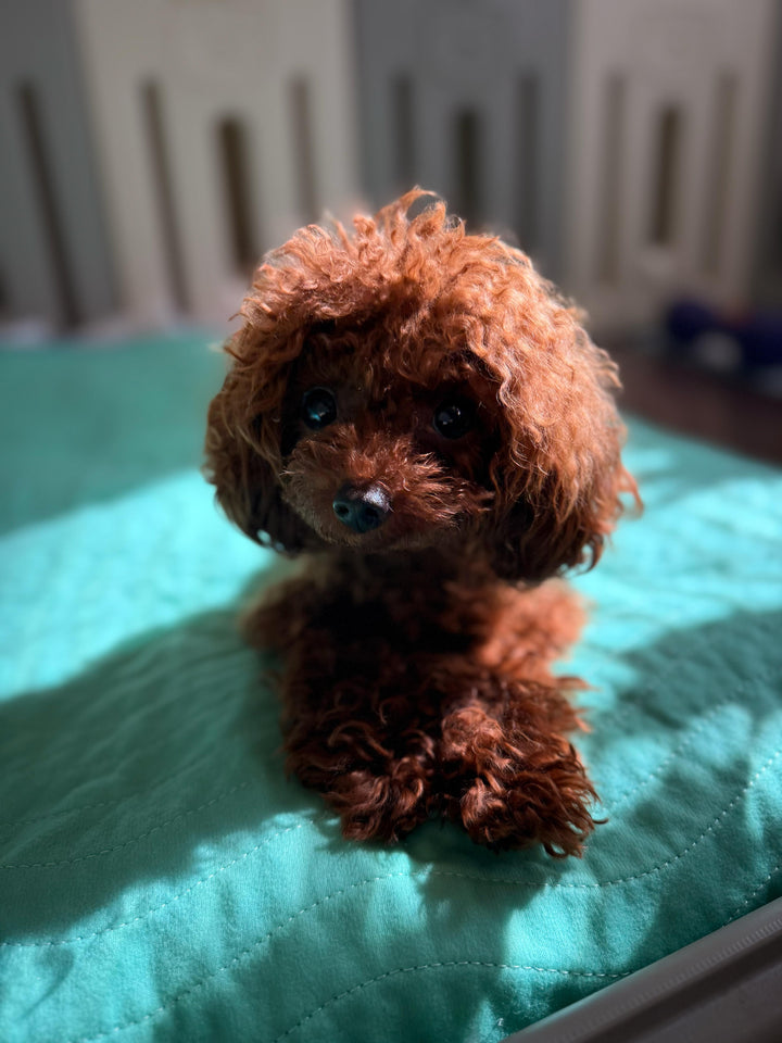 POODLE, ALOHA TEACUP PUPPIES