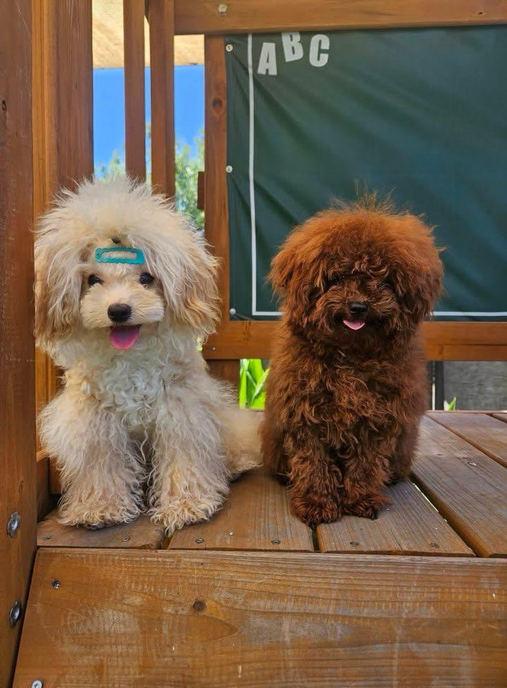 POODLE, ALOHA TEACUP PUPPIES