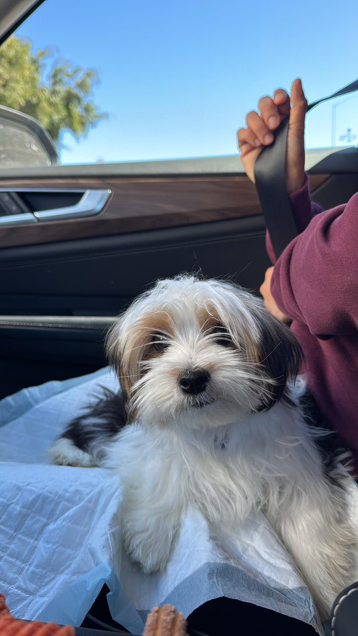 Biewer Terrier, ALOHA TEACUP PUPPIES
