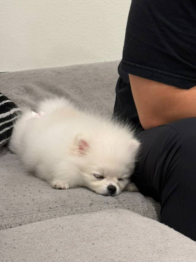 POMERANIAN, ALOHA TEACUP PUPPIES