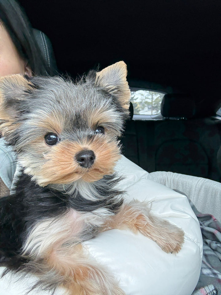 YORKIE, ALOHA TEACUP PUPPIES