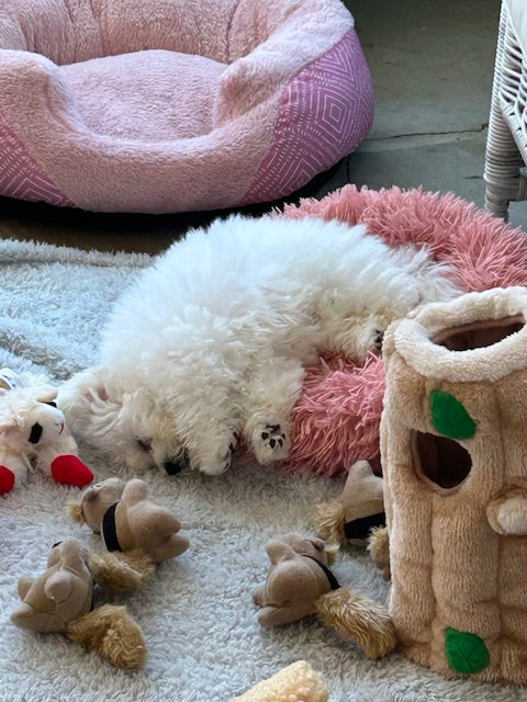 BICHON, ALOHA TEACUP PUPPIES