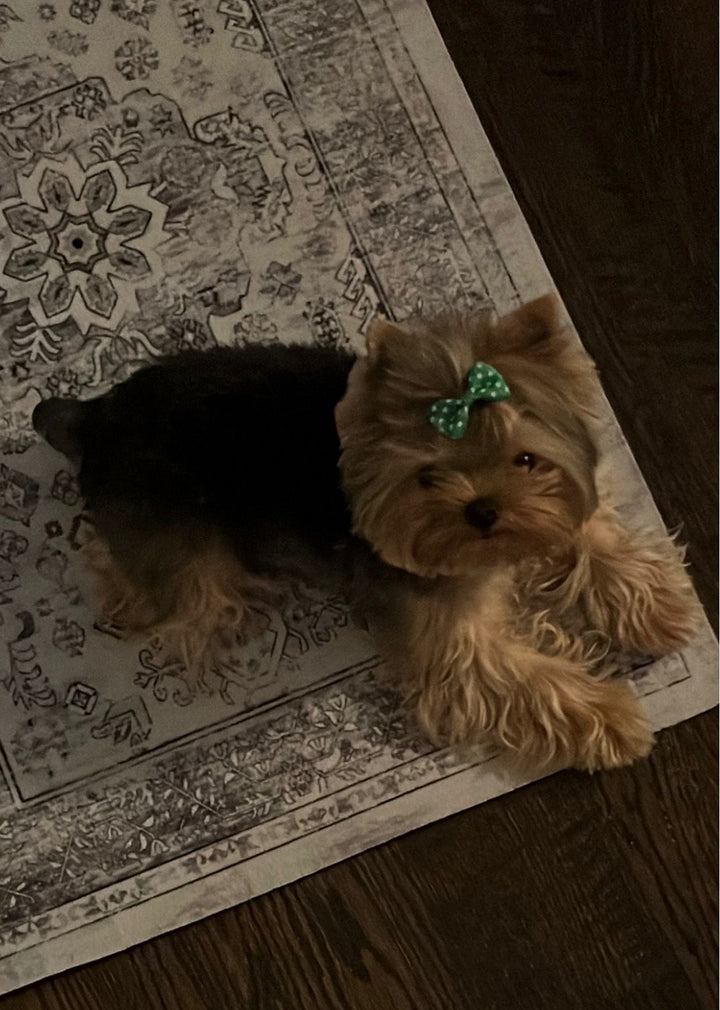 YORKIE, ALOHA TEACUP PUPPIES