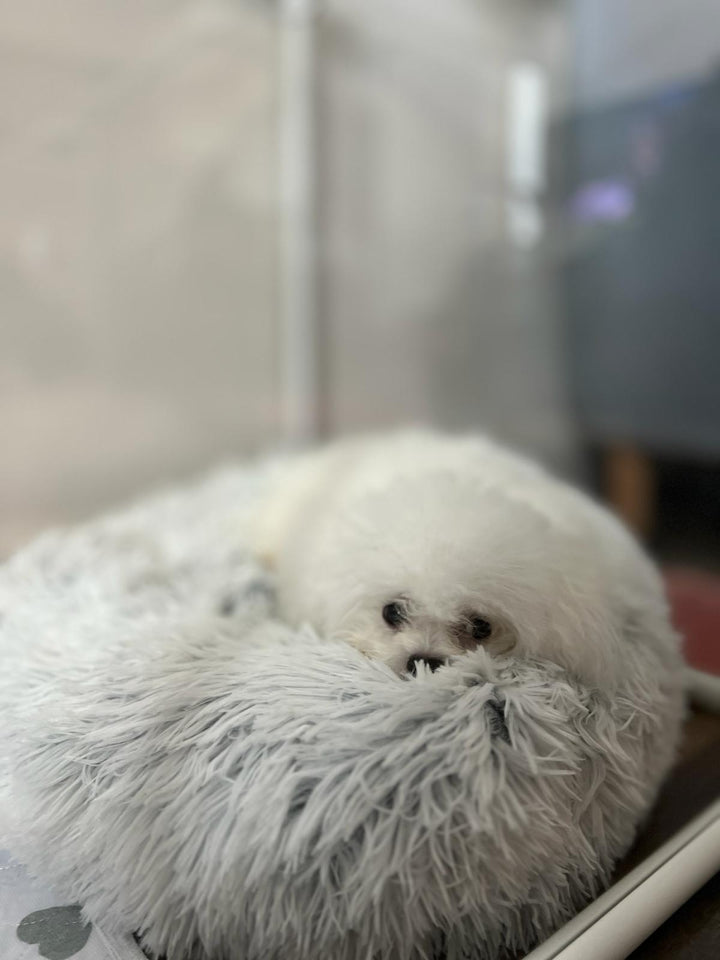 BICHON, ALOHA TEACUP PUPPIES