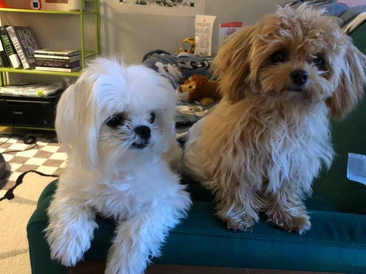MALTIPOO, ALOHA TEACUP PUPPIES