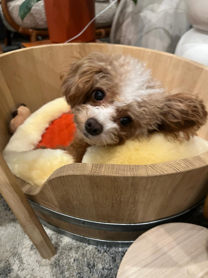 POODLE, ALOHA TEACUP PUPPIES