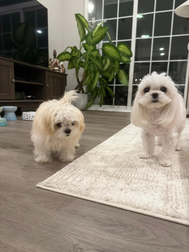 MALTIPOO, ALOHA TEACUP PUPPIES