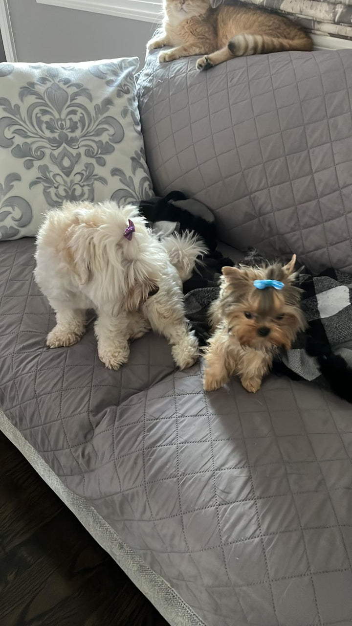 YORKIE, ALOHA TEACUP PUPPIES