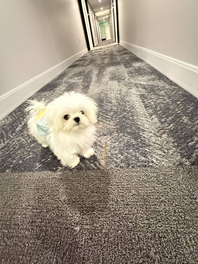 MALTESE, ALOHA TEACUP PUPPIES