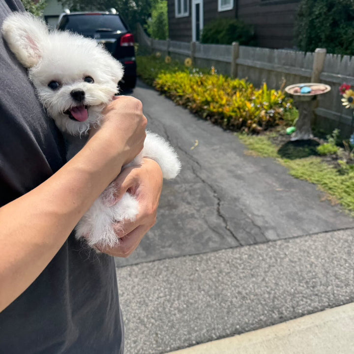 BICHON, ALOHA TEACUP PUPPIES