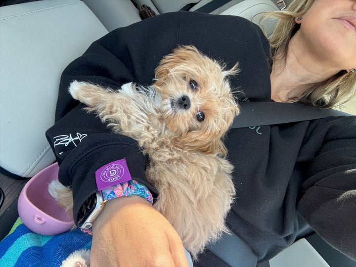 MALTIPOO, ALOHA TEACUP PUPPIES