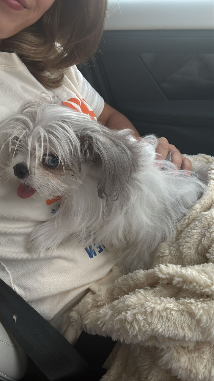 MALTIPOM, ALOHA TEACUP PUPPIES