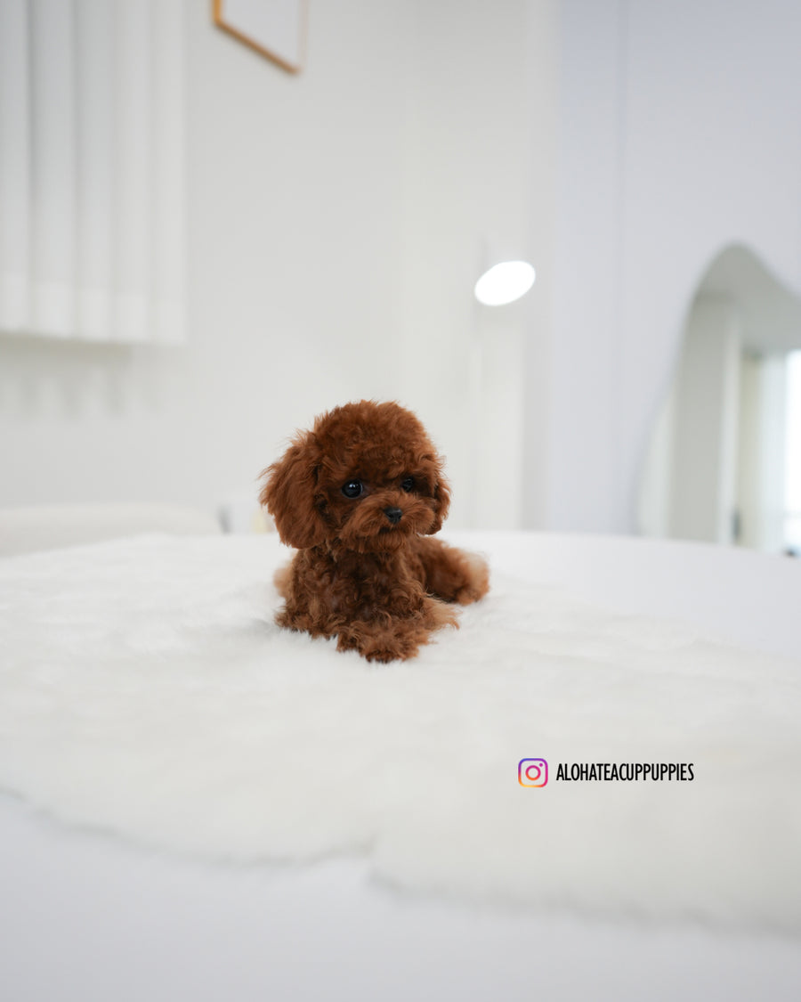 Koen [TEACUP POODLE]