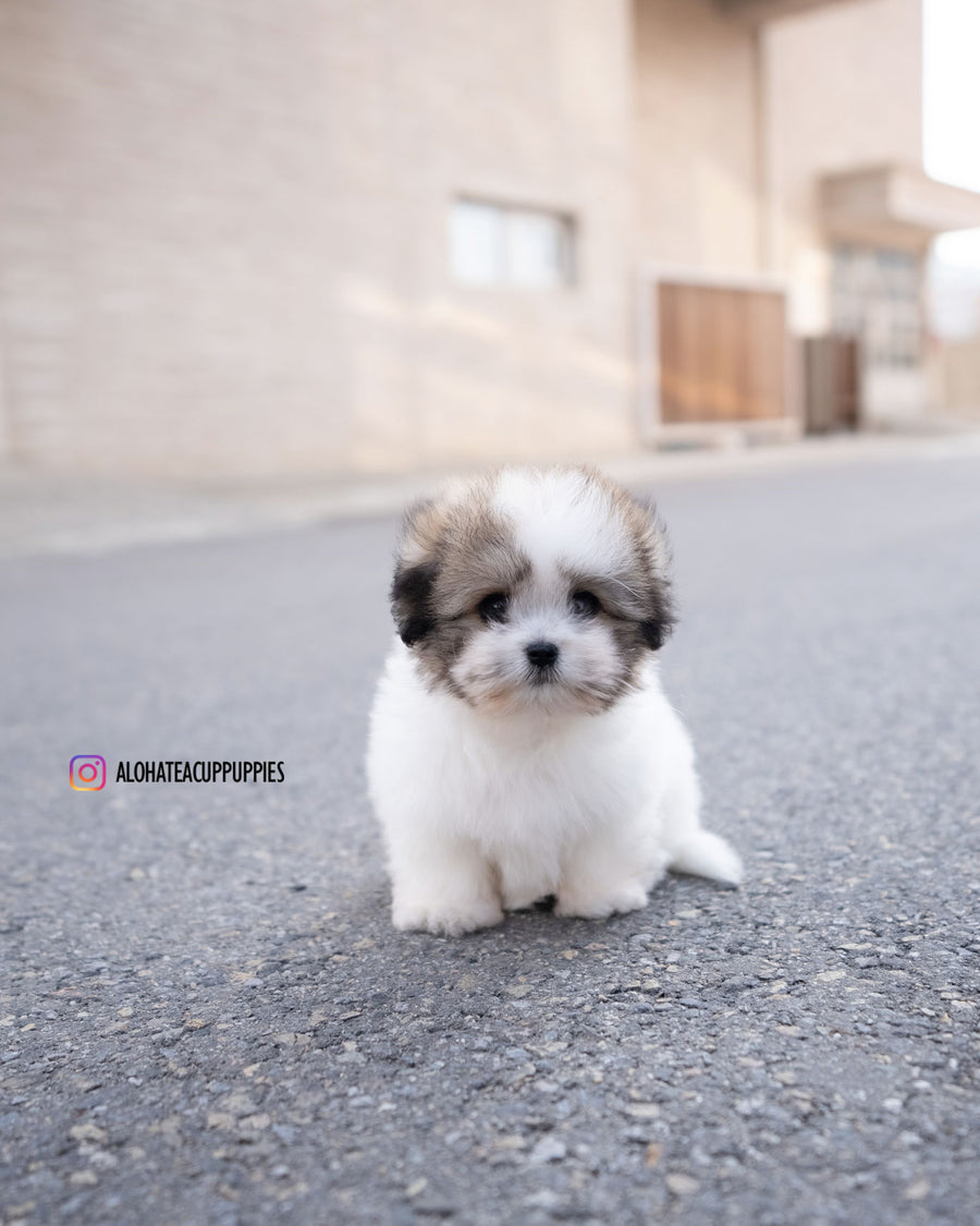 London [Coton de Tulear]