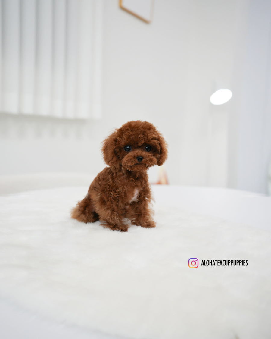 Koen [TEACUP POODLE]